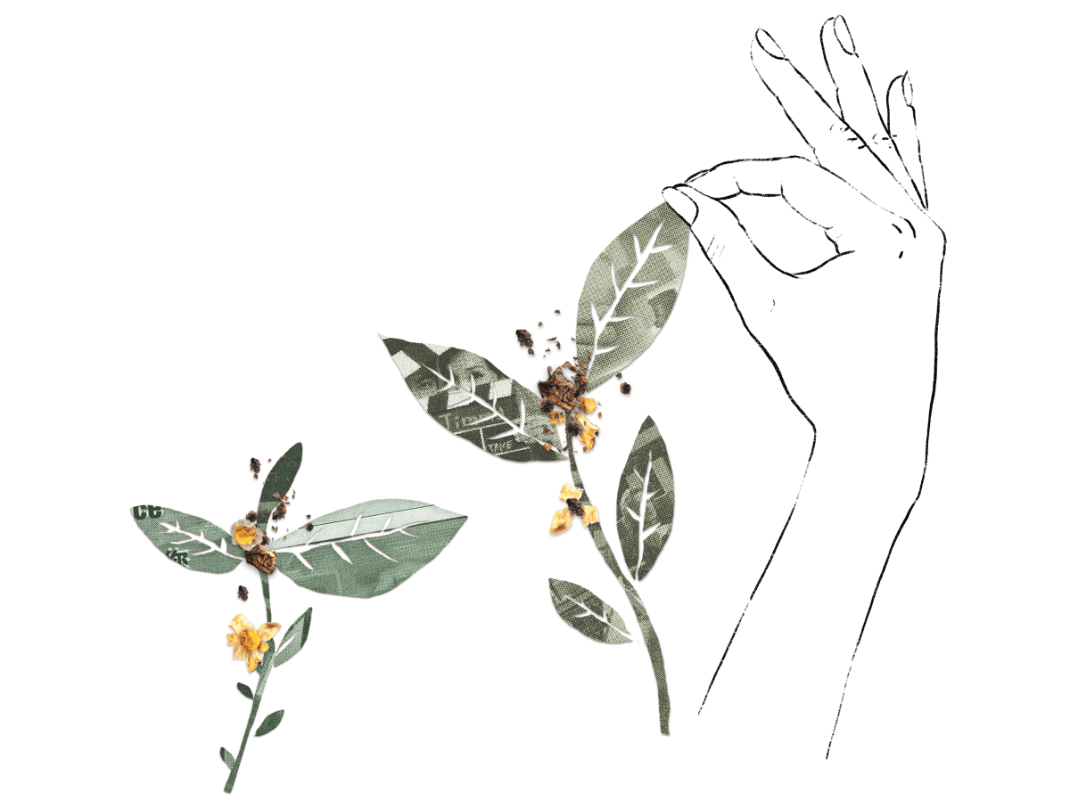 Hand holding a freshly picked tea leaf