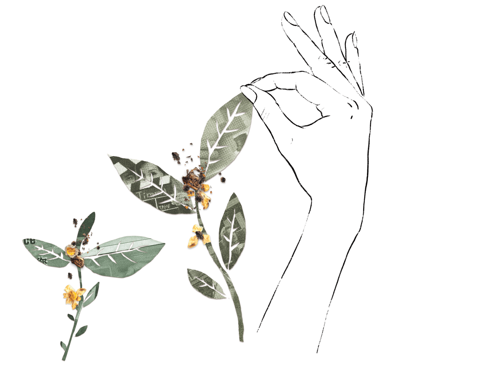 Hand holding a freshly picked tea leaf