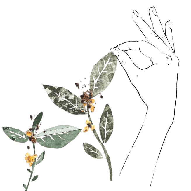 Hand holding a freshly picked tea leaf