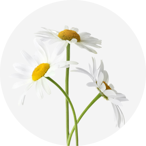 Chamomile