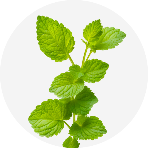 Lemon Balm