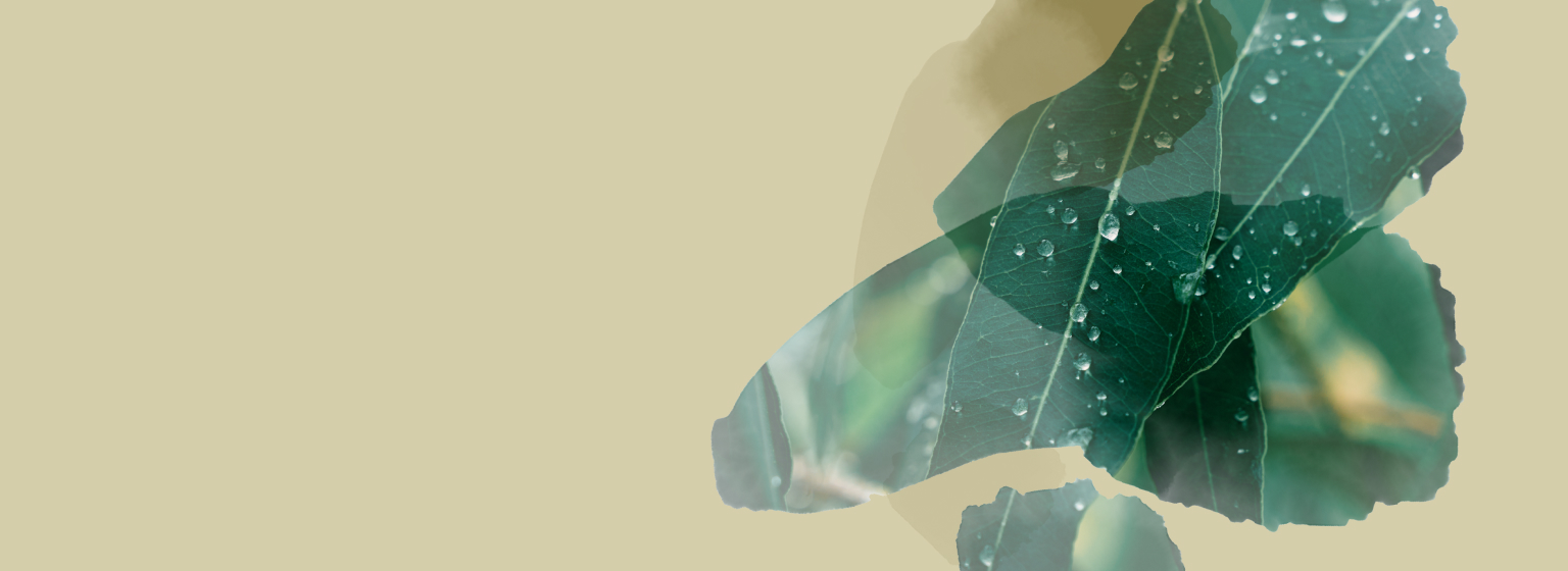 Various boxes of T2 Energy tea