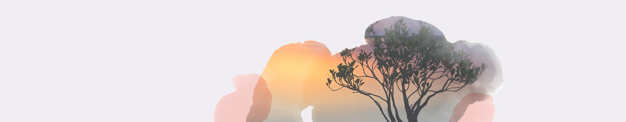 Various boxes of T2 Immunity tea