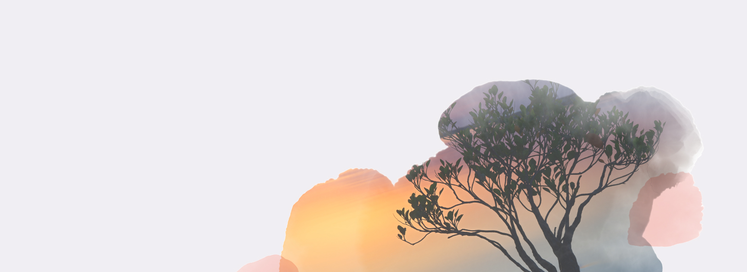 Various boxes of T2 Immunity tea