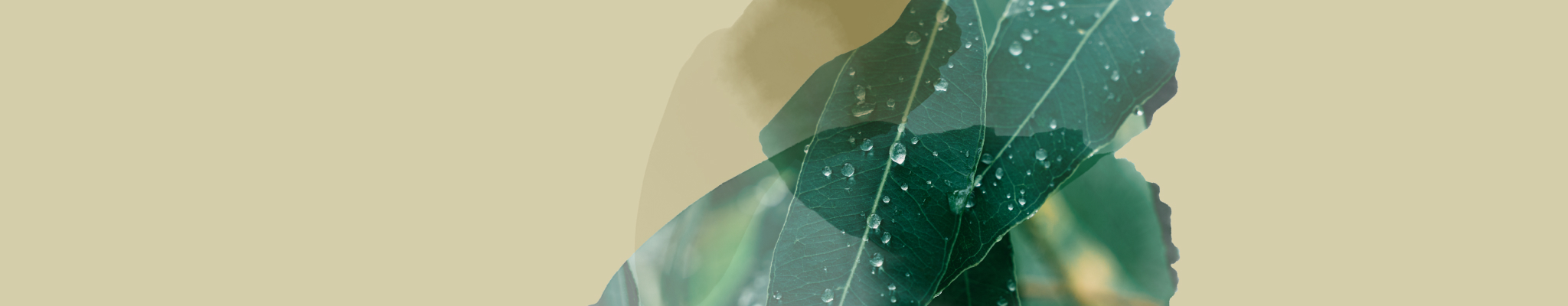 Various boxes of T2 Energy tea