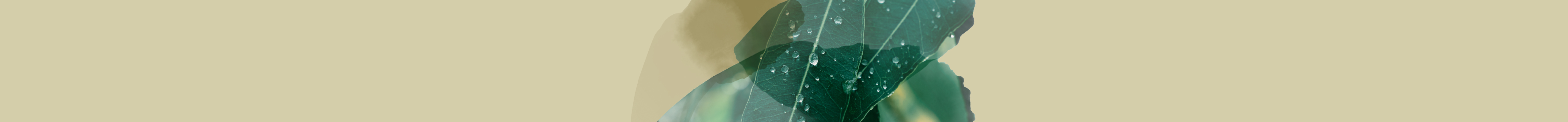 Various boxes of T2 Energy tea