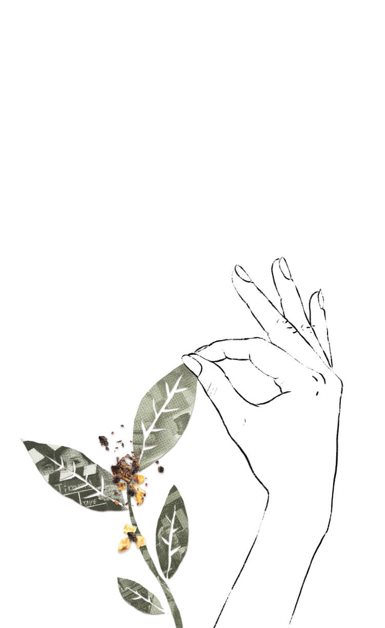 A hand holding a single, freshly picked tea leaf