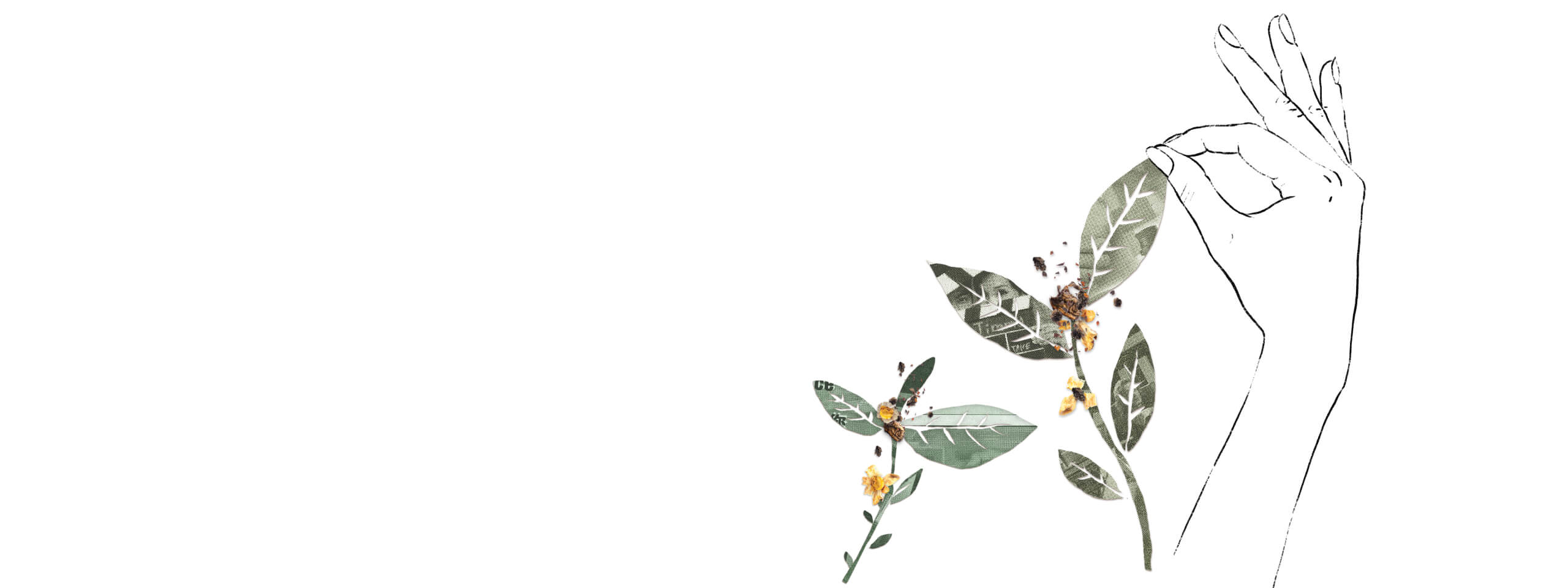 A hand holding a single, freshly picked tea leaf