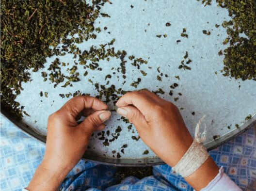Two hands sorting through a tray of tea leaves