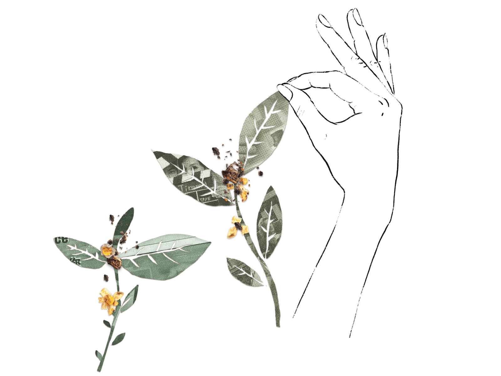 Hand holding a freshly picked tea leaf