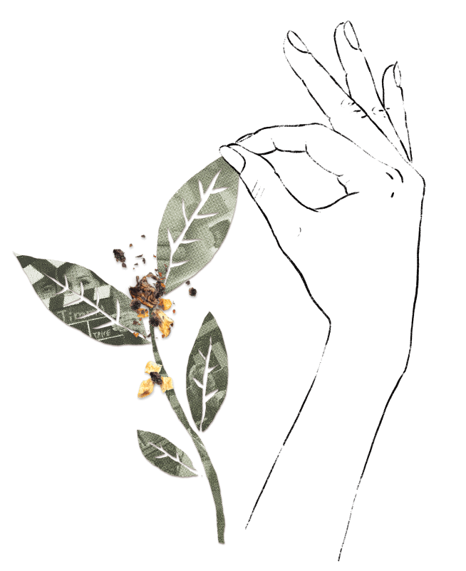 Hand holding a freshly picked tea leaf