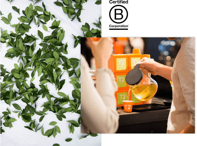 Tea being poured into a tasting cup from a T2 brew jug